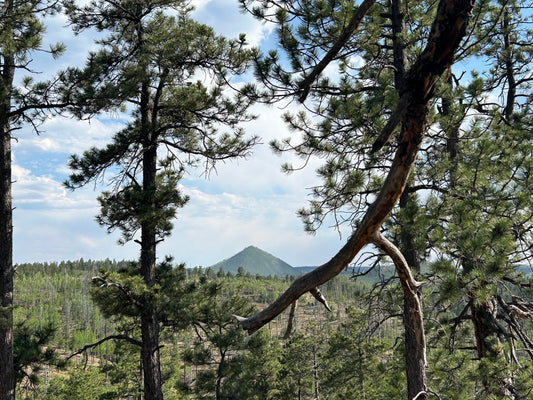 How to Be More Like the Forest